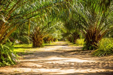 Sokakta palmiye ağaçları, Tayland ile