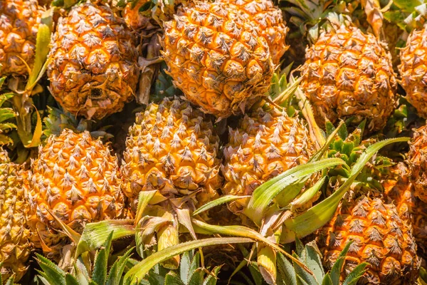 Ananas arka plan. Bir sürü tropikal ananas meyve - Stok İmaj