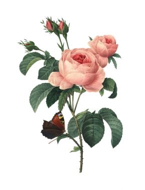Rosa centifolia | Redoute Flower Illustrations