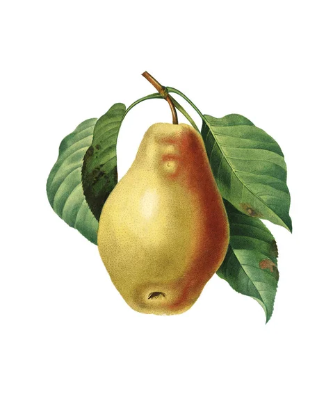 Pear Tarquin | Antika blomma illustrationer — Stockfoto