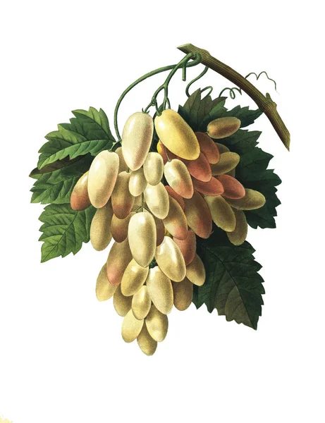 White grape | Antique Flower Illustrations — Stock Photo, Image