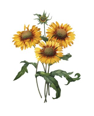 Gaillardia antika çiçek çizimler