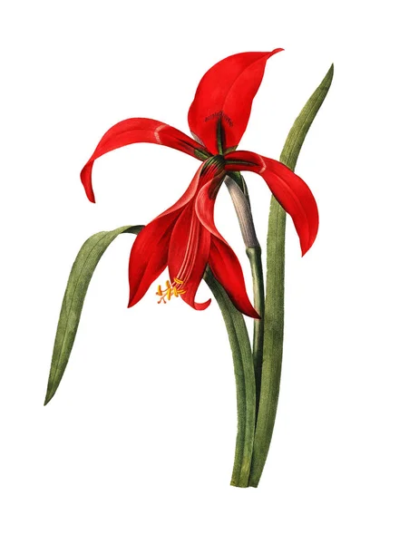 Amarylis starožitné květinové ilustrace — Stock fotografie