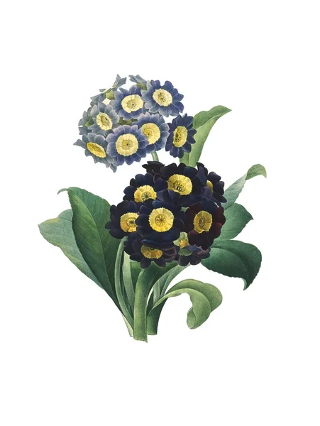 Illustration de fleurs antiques Auricula — Photo