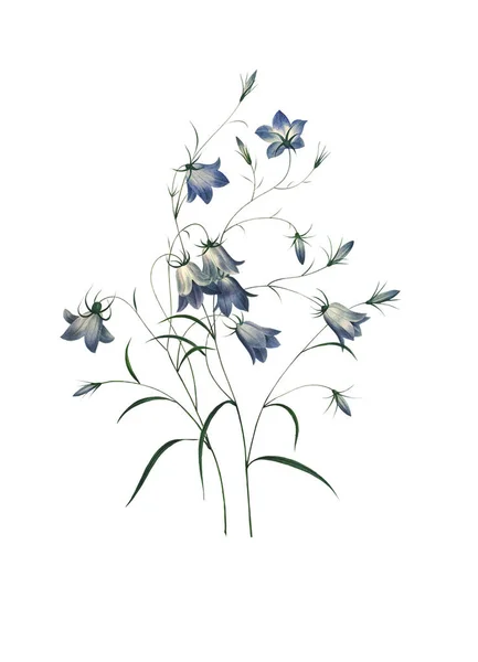 Bellflower antika çiçek şekil