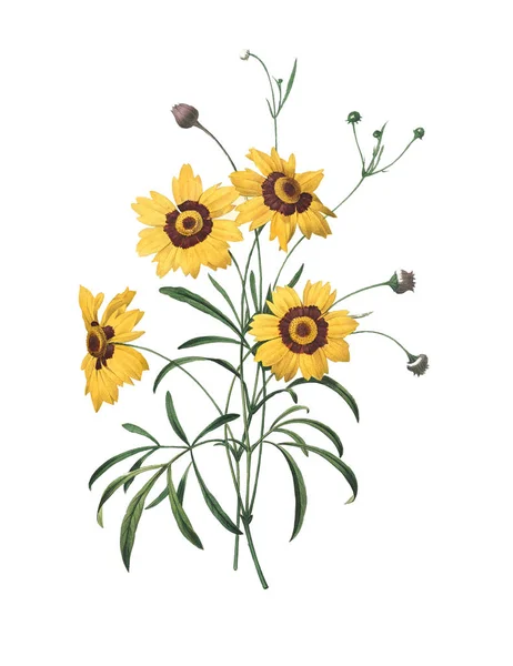 Calliopsis Redoute Flower Illustration — Stok fotoğraf