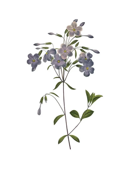 Cinquefoil antik virág illusztráció — Stock Fotó