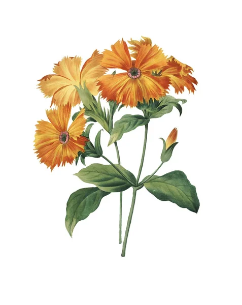 Campion Redoute Flower Illustration — Stockfoto