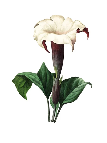 Datura Ilustración de flores antiguas —  Fotos de Stock