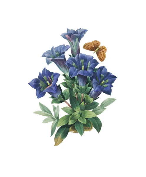 Gentiana Redoute Flower Illustration — Stock fotografie