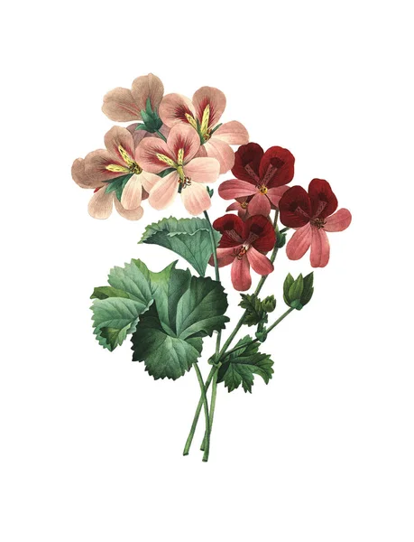 Sardunya antika çiçek şekil