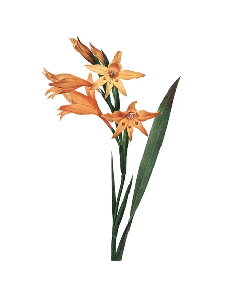 Gladiolus Redoute Flower Illustration — Stock Photo, Image