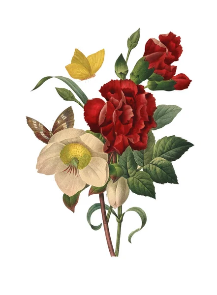 Čemeřice květinové ilustrace — Stock fotografie