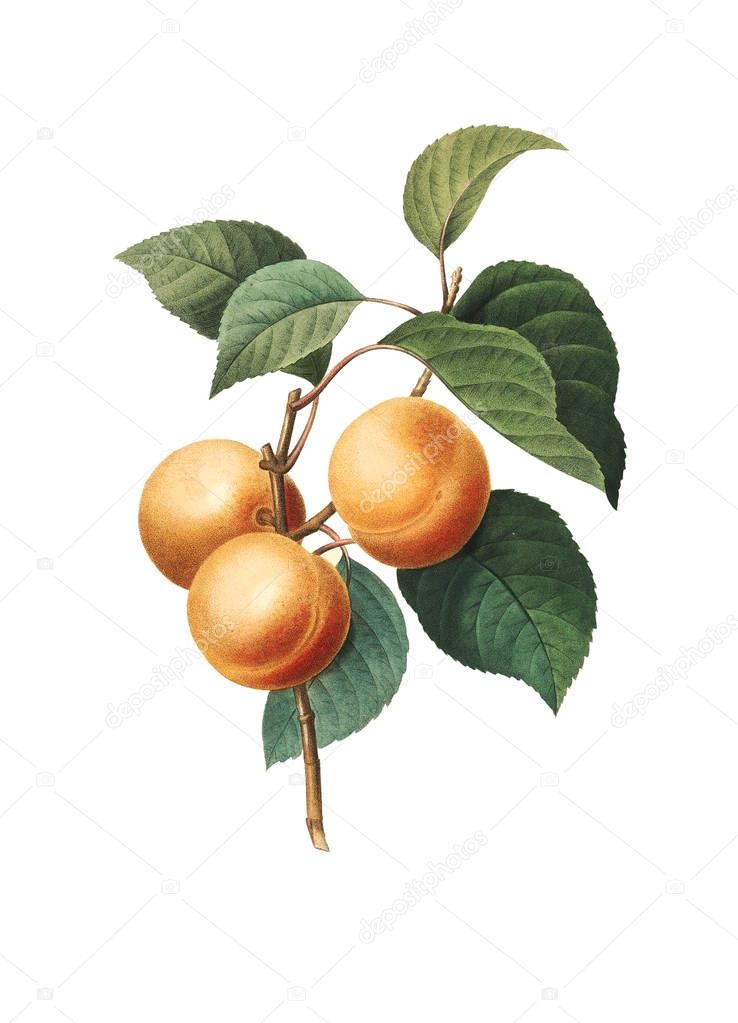 Apricot Antique Flower Illustrations