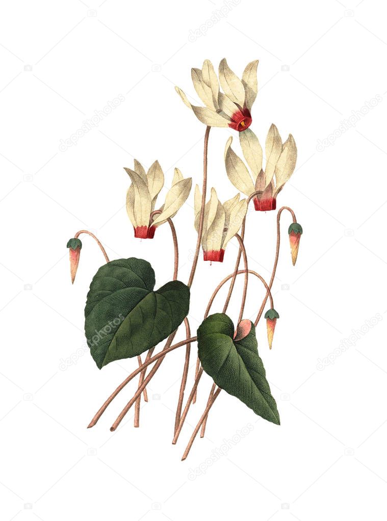 Cyclamen Redoute Flower Illustration