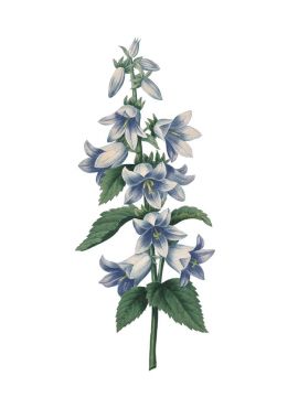 Bellflower Redoute çiçek çizimler
