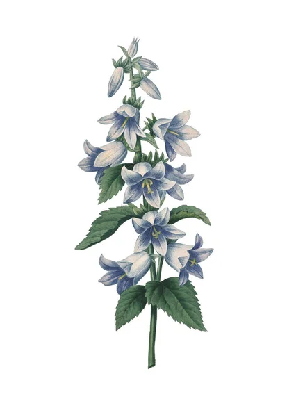 Bellflower Redoute Flower Illustrations — Stock Photo, Image
