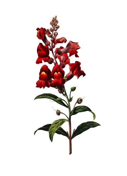 Antirrhinum antik blomma illustrationer — Stockfoto