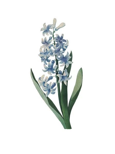 Hyacint starožitné květinové ilustrace — Stock fotografie
