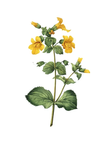 Mimulus antik çiçek çizimler