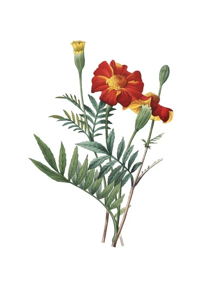 Kadife çiçeği Redoute çiçek şekil