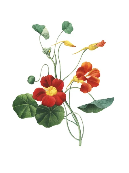 Nasturtium starožitné květinové ilustrace — Stock fotografie