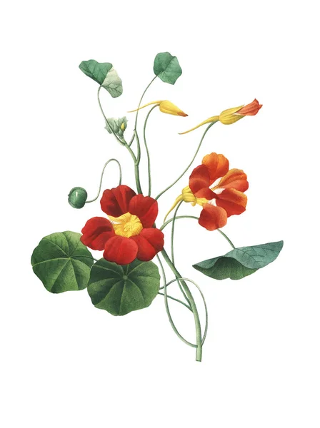 Nasturtium antika çiçek çizimler — Stok fotoğraf