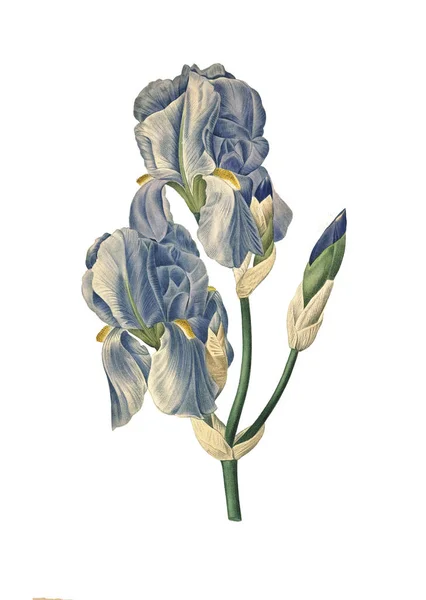 Íris pálida Redoute Ilustrações da flor — Fotografia de Stock