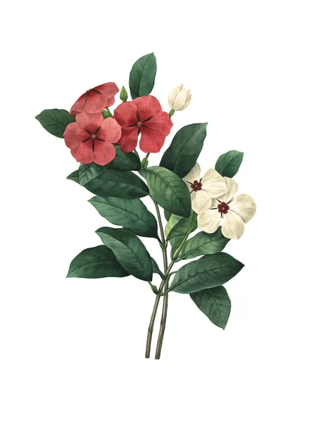 Deniz salyangozu antika çiçek çizimler