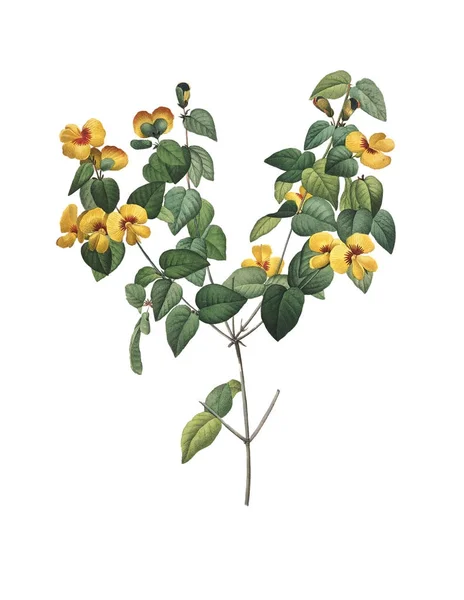 Platylobium Redoute Flower Illustrations