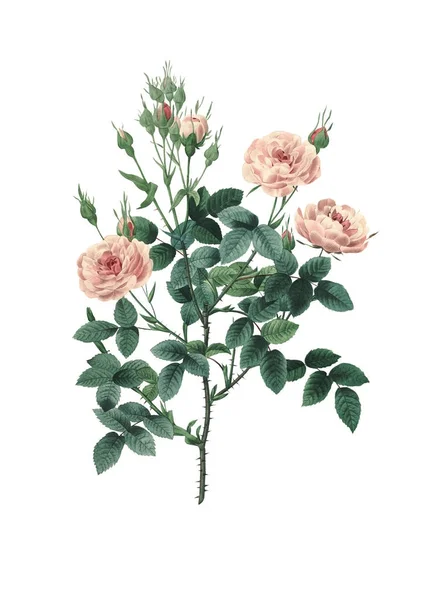 Pompon rose Redoute Flower Illustrations