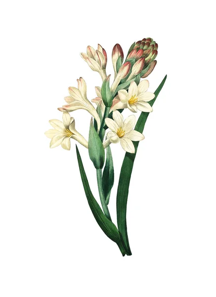 Tuberose antika çiçek şekil