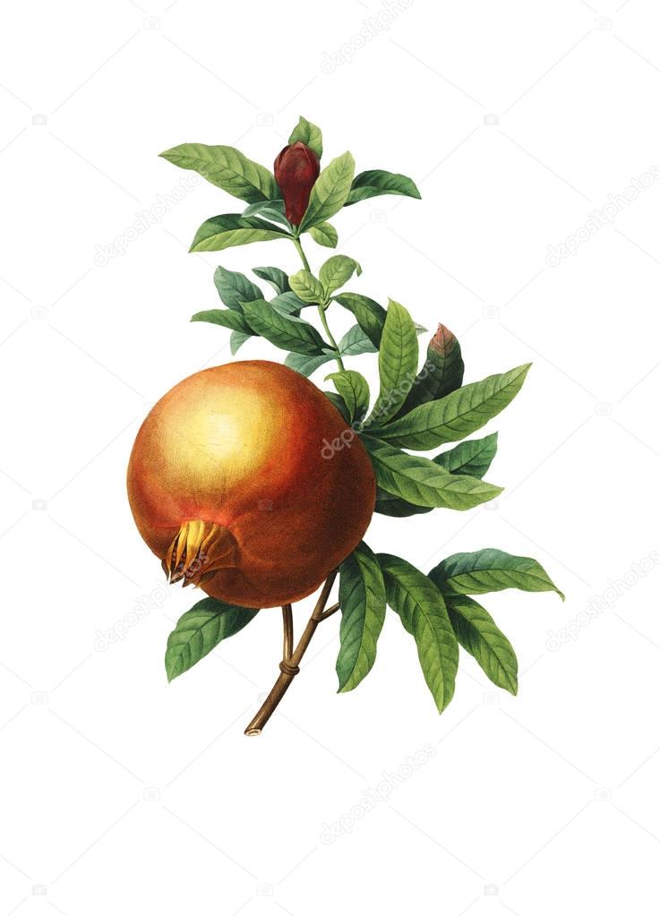 Pomegranate Antique Flower Illustrations