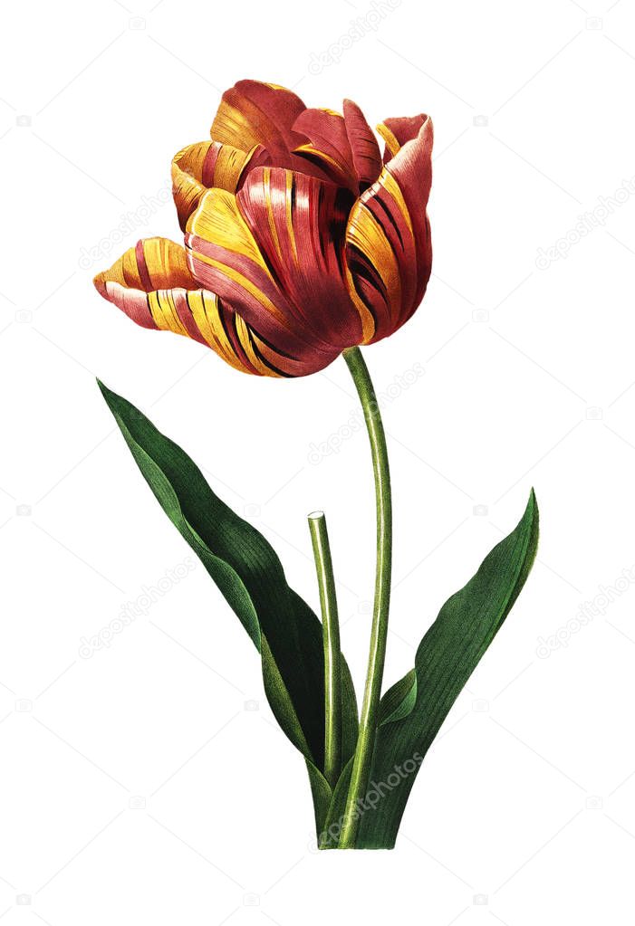 Tulip Antique Flower Illustration