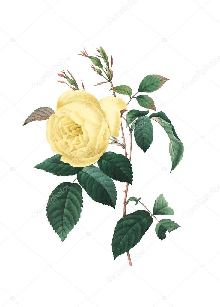 Yellow rose Antique Flower Illustration