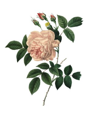 Rosa indica Redoute Flower Illustration