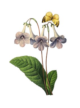 Gloxinia antika çiçek şekil
