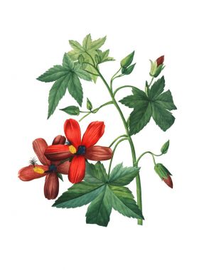 Hibiscus antika çiçek şekil