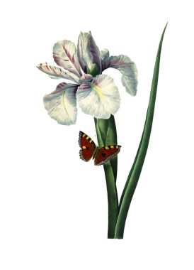 Iris xiphium antika çiçek şekil