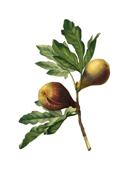 Иллюстрация старинных цветов инжира — стоковое фото