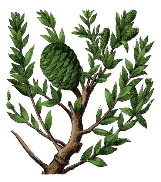 Agathis australis antika botaniska gravyr — Stockfoto