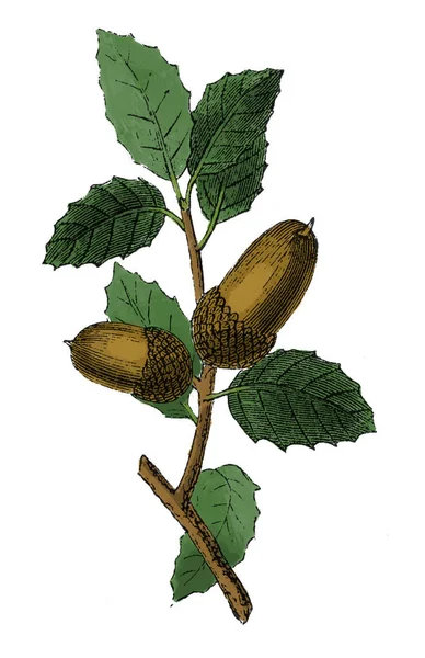 Acorn antika botaniska gravyr — Stockfoto