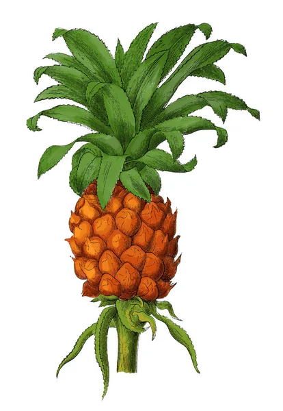Ananas antika botanik oyma