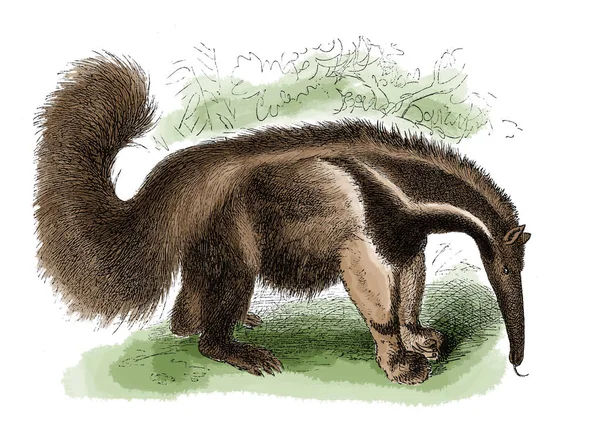 Karınca yiyen antika gravür 