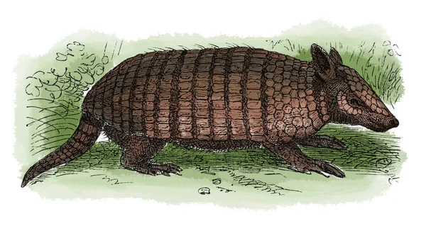 Armadillo antika gravür 