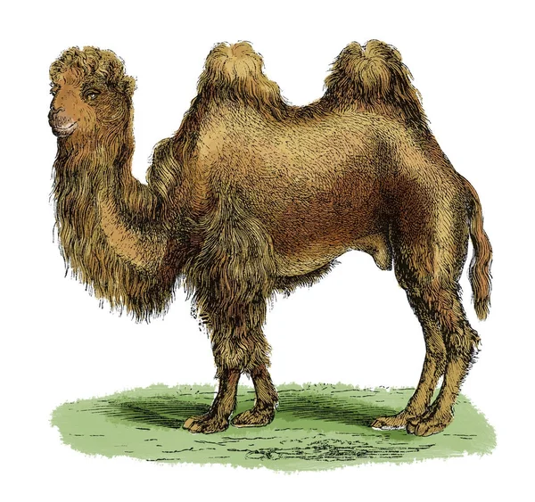 Bactarian deve antika gravür 