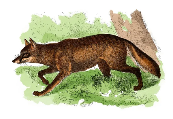 Brezilyalı fox antika gravür 