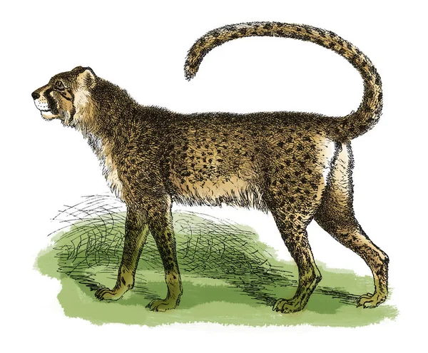 Gravura antiga Cheetah — Fotografia de Stock