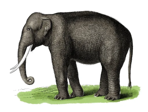 Grabado antiguo de elefante — Foto de Stock