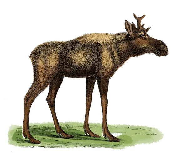 Elk antik gravyr — Stockfoto